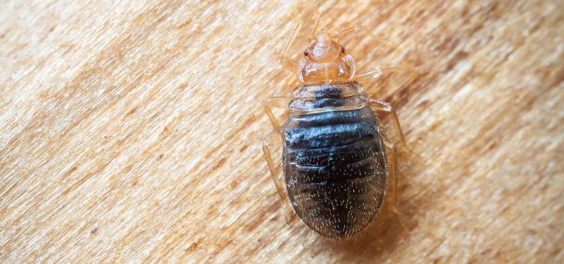 BED BUGS Local Pest Control