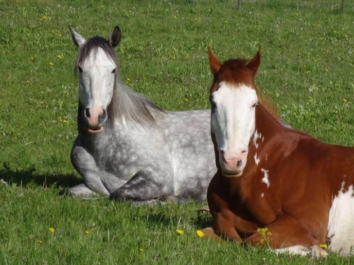 Pictures of our offices furry friends!
