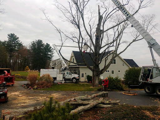 Images Timber Falls Tree Care