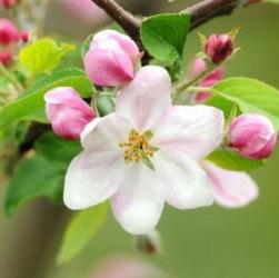 Baumschule Ledolter, Stattegger Straße 130 in Graz