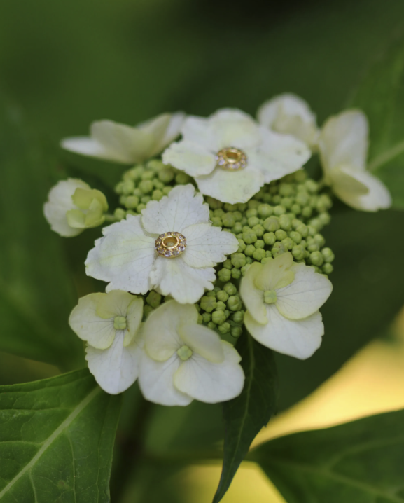 Images Hillary Jackson Designs