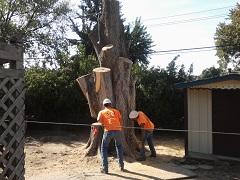 Images Priced Right Tree Service
