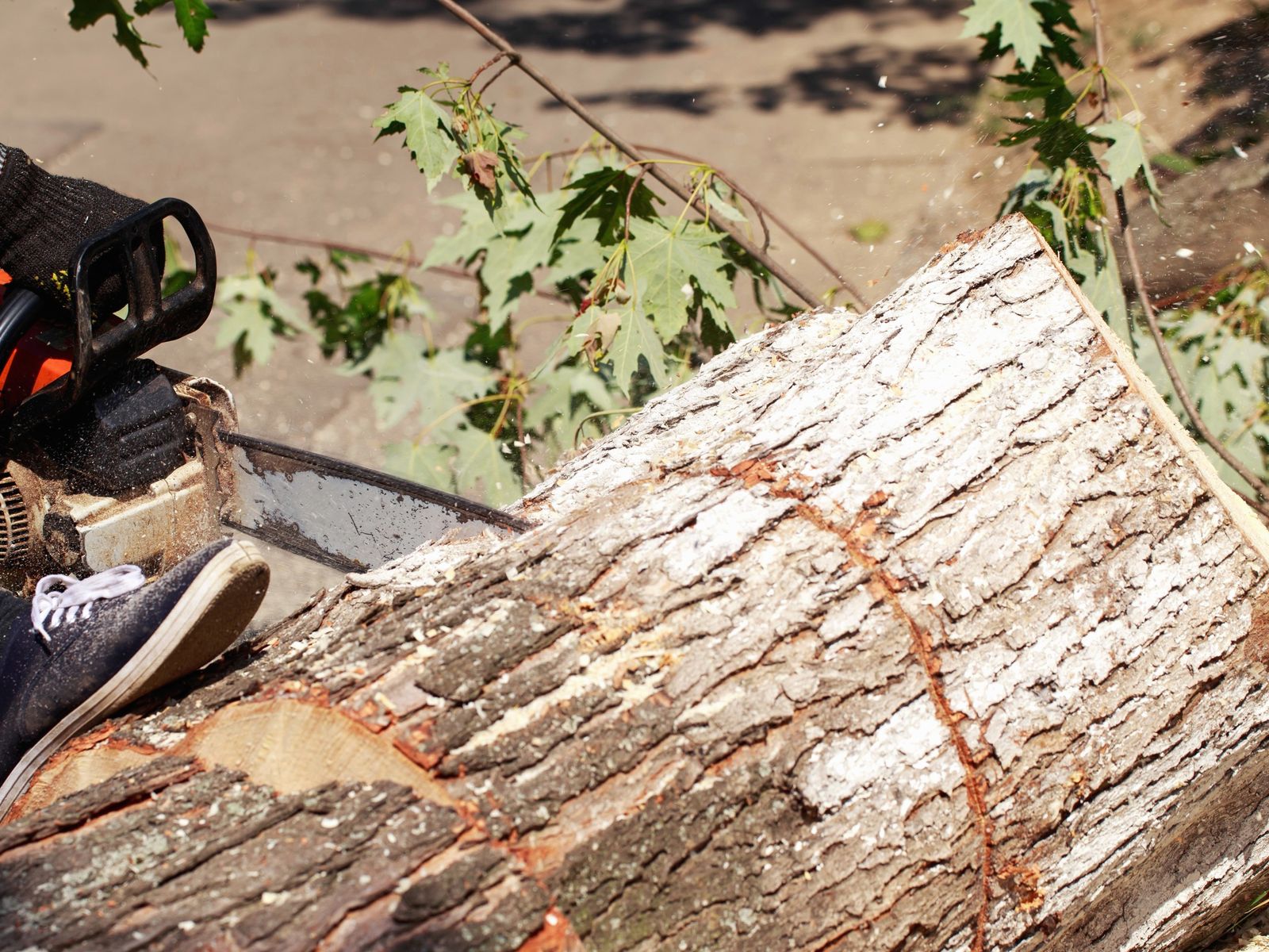 Rayner Tree Solution LLC