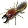 Cairns Pest Control Services Logo
