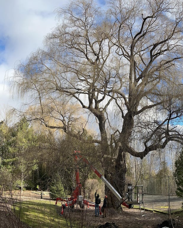 Images Deering Tree Service