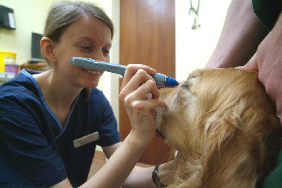 Quantock Veterinary Hospital Bridgwater 01278 450080