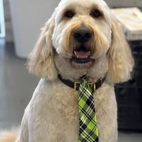 Lux Fur Pet Salon Image