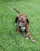 Images Dog Pawpa K9 Connection