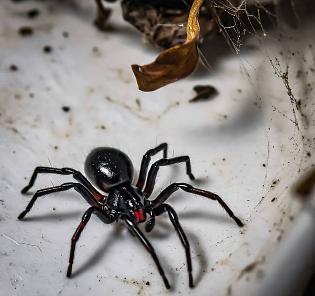 Images Brooks & Hart Pest Control