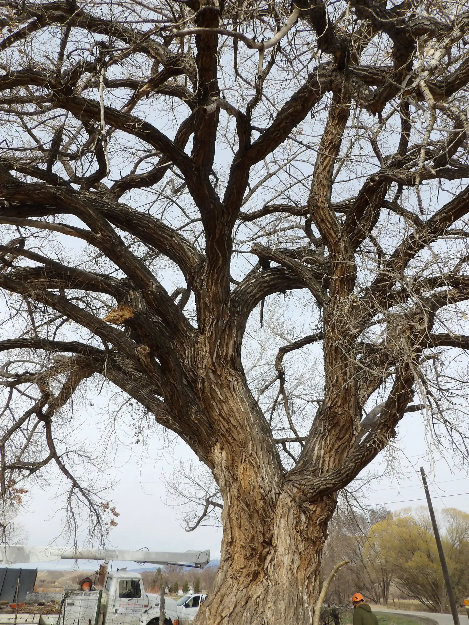 Rescue Tree Service Image