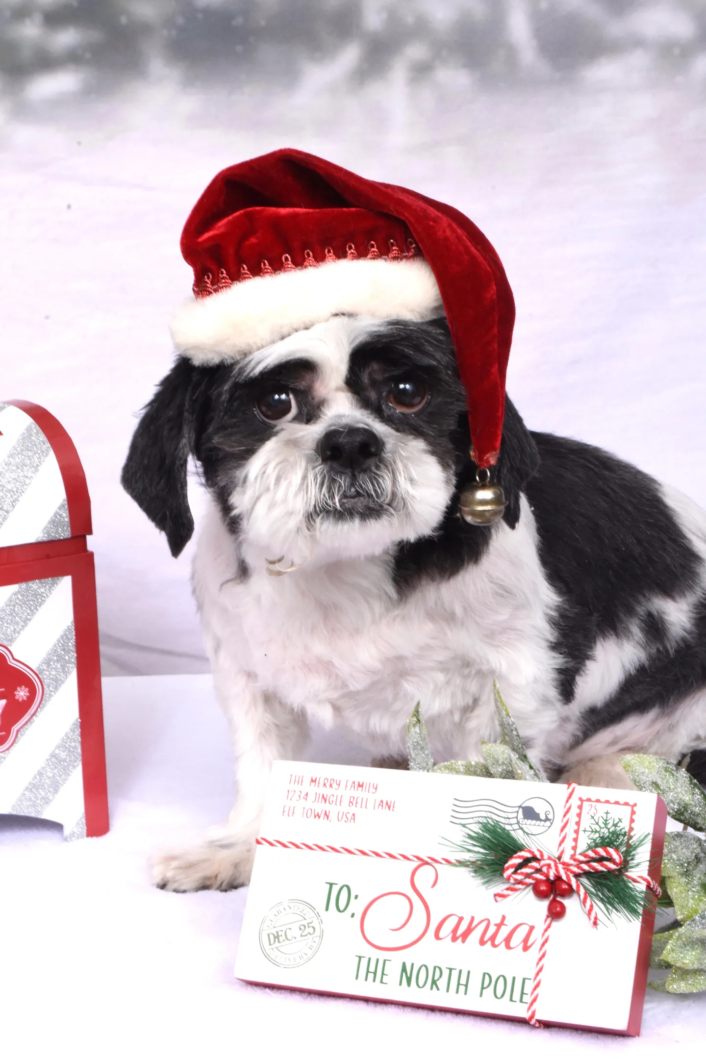 Image of Local Pet Event Hollywood Pet's Holiday Photos Nearby