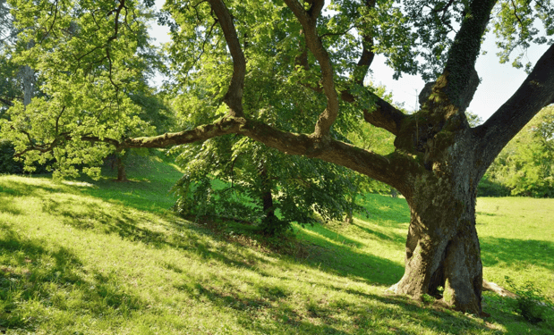 Images Roger's Tree And Asphalt Services LLC