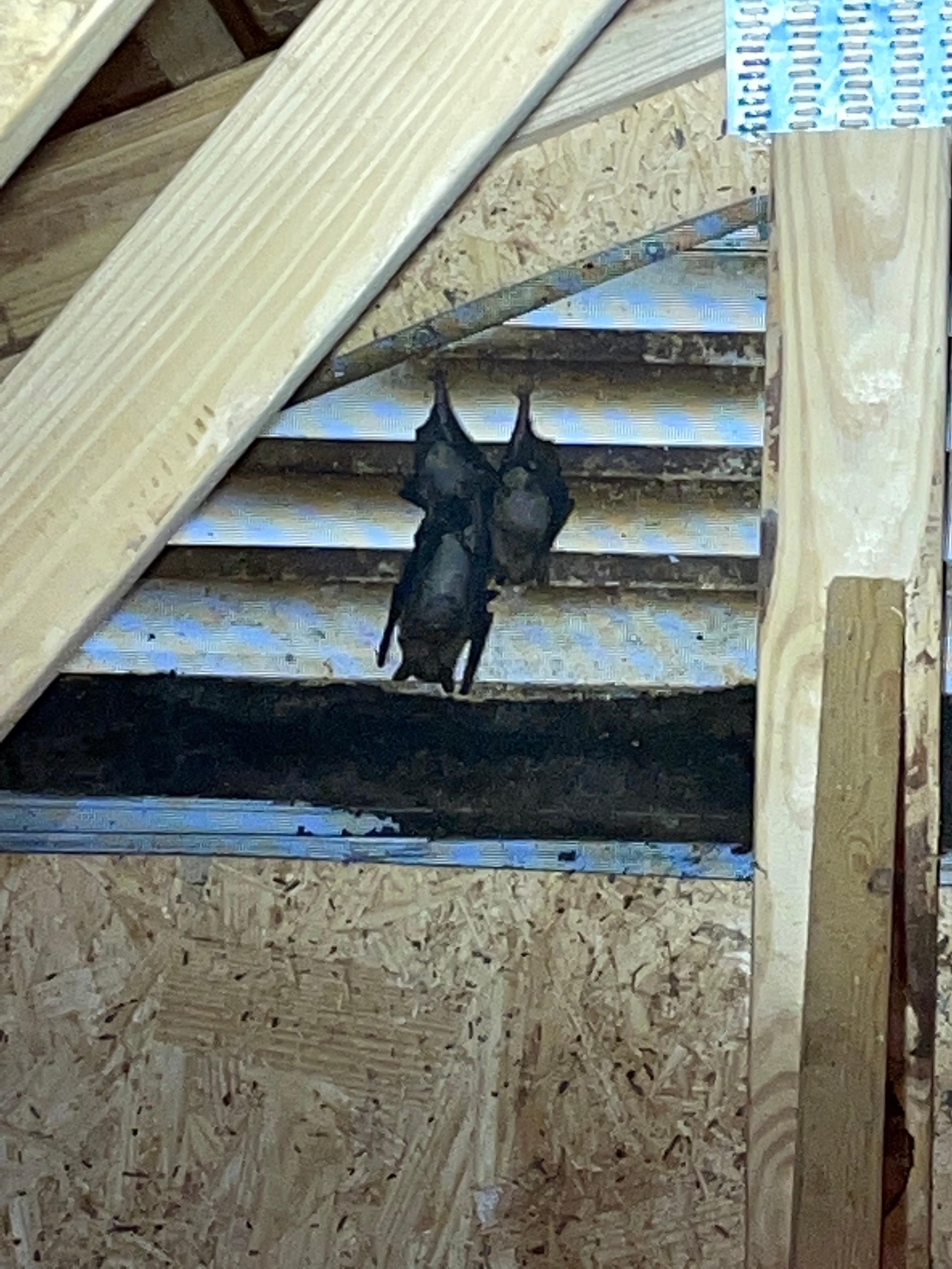 Alpha Wildlife Columbia - Bat Removal