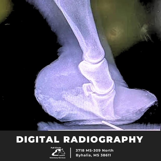 Images FULL CIRCLE EQUINE VETERINARY SERVICES