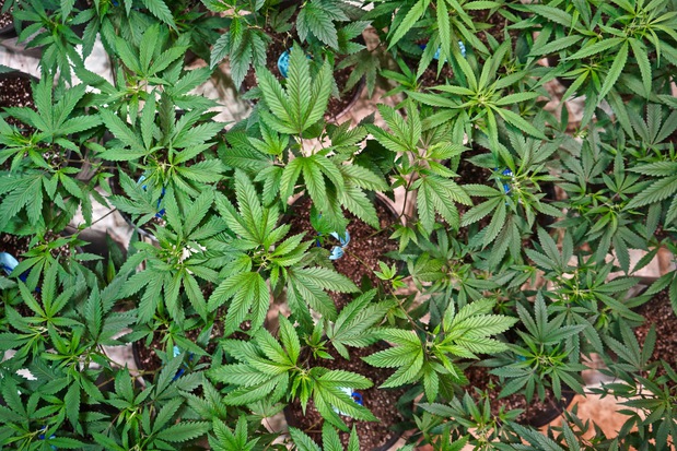 Images High Country Healing Silverthorne Dispensary