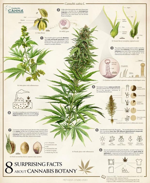 Images NM Brief Relief: Medical Marijuana Cards & CBD Products