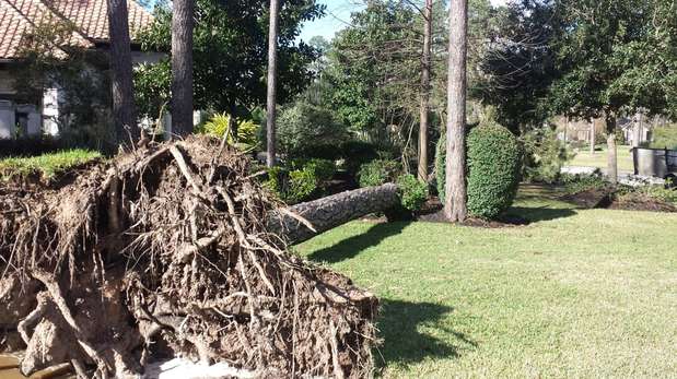 Images TNT Tree Service