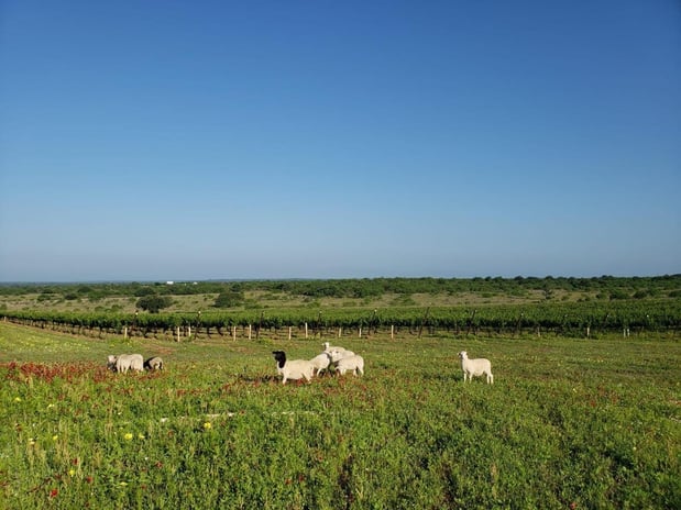 Images Robert Clay Vineyards Estate Winery & Tasting Room