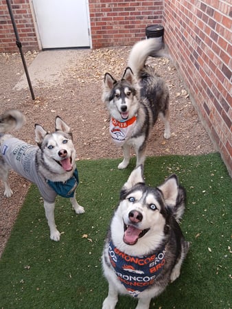 Images VCA Veterinary Hospital of Leon Springs