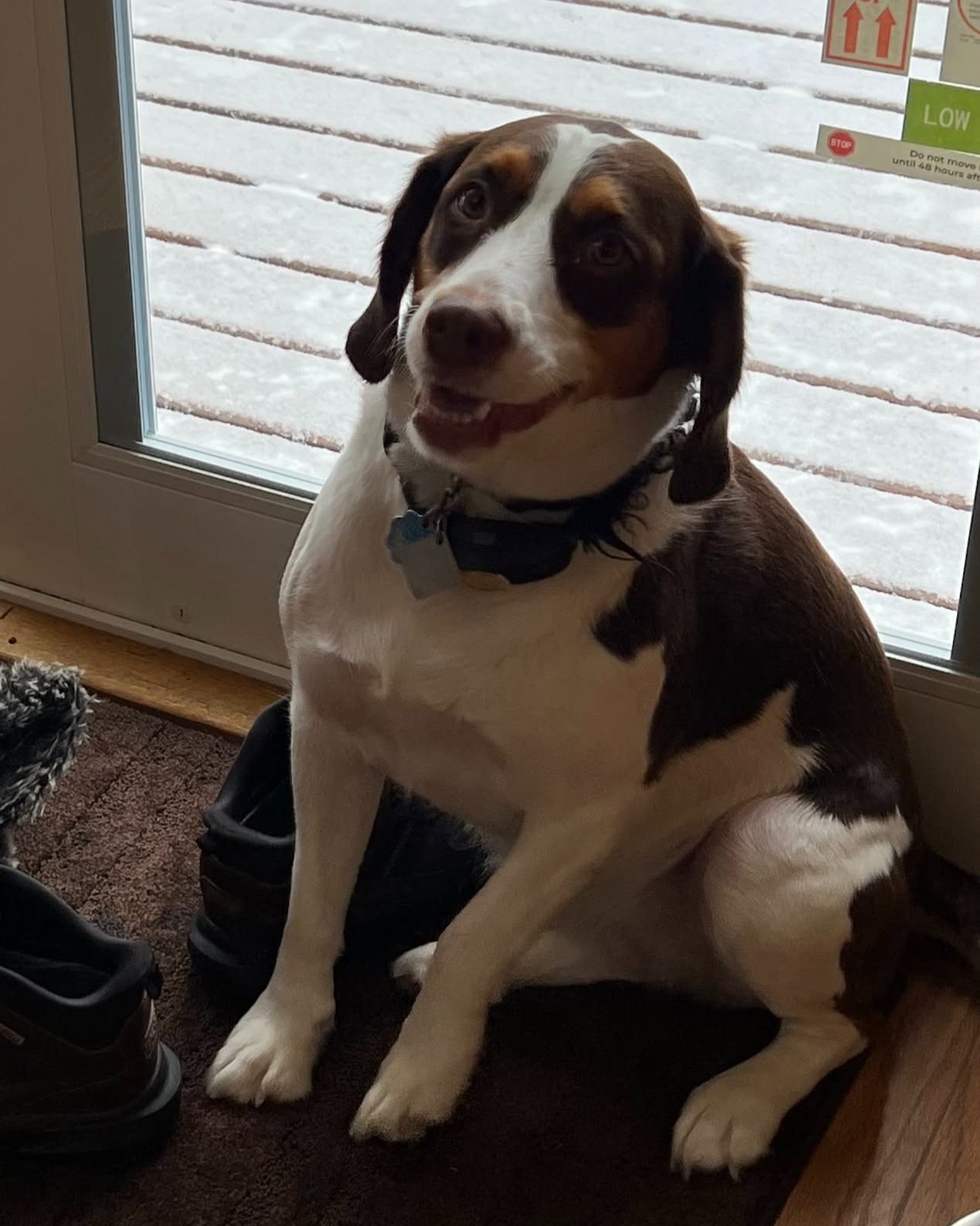 Happy National Dog Day! Today we're celebrating the furry coworkers who bring so much joy, laughter, and wagging tails to our team. Say hello to these adorable pups who make our days a little brighter!