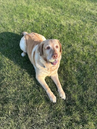 Images Leash and Love LLC