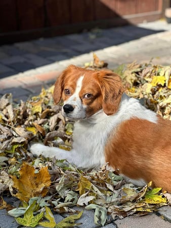 Images Leash and Love LLC