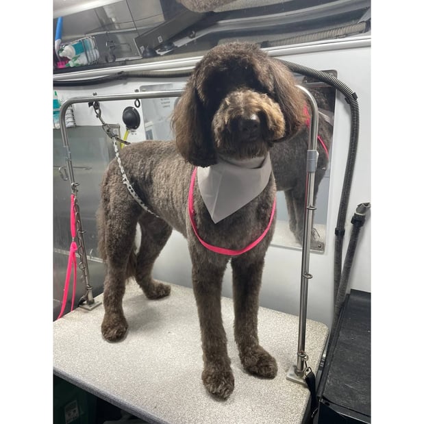 Images Kontota Grooming of Lewisville