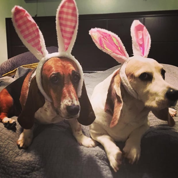 Images Happy Basset Brewing Co