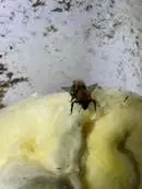 Images Platoon Pest Control