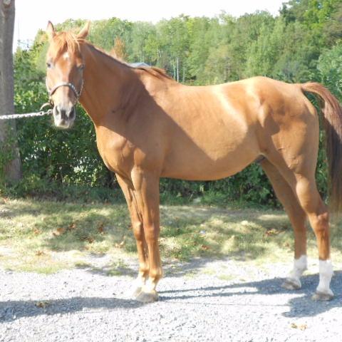 Horse Appraisals by Lynn