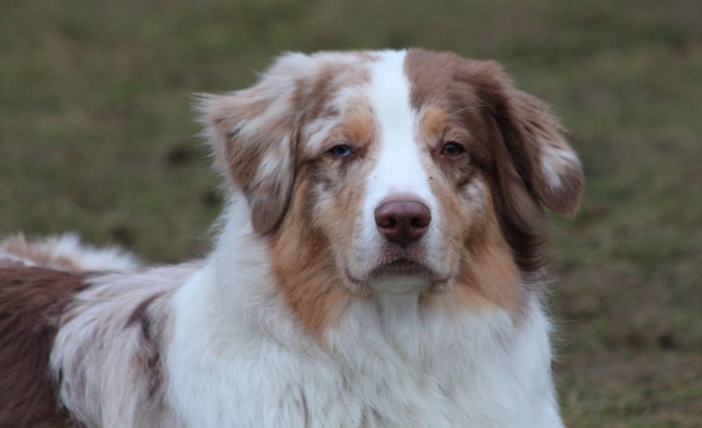 Hundeschule Gowin, Marienfelder Str.  110 in Herzebrock-Clarholz