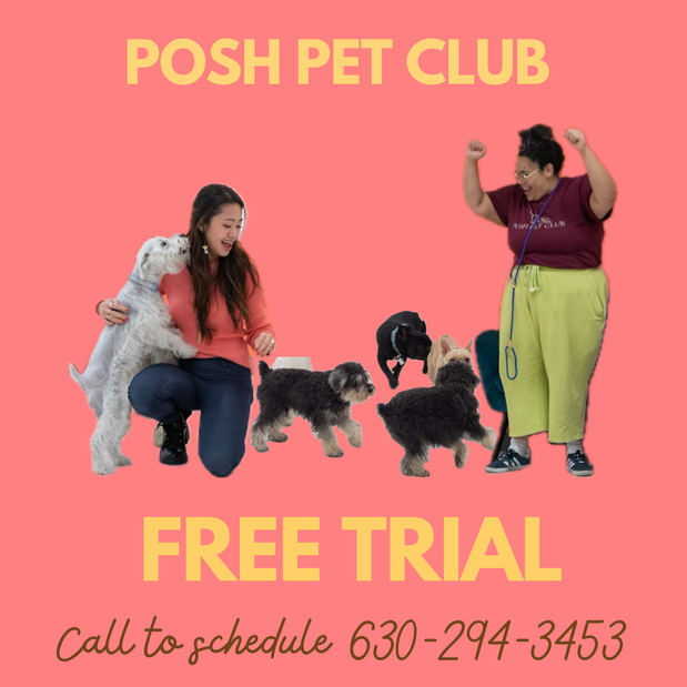 Images Posh Pet Club