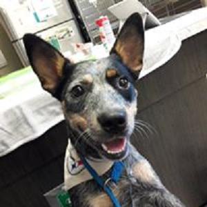 Images North Main Animal Hospital