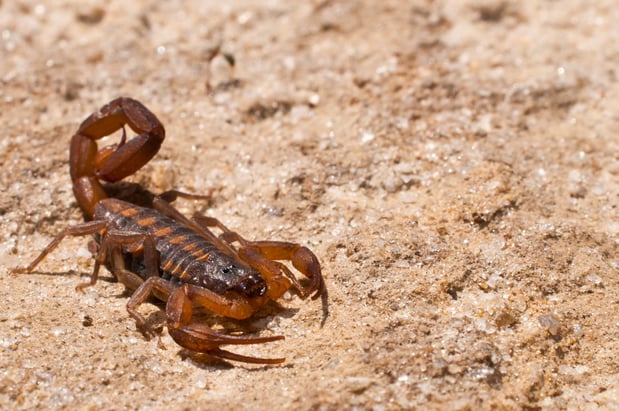 Images Gabriel & Sons Pest Control