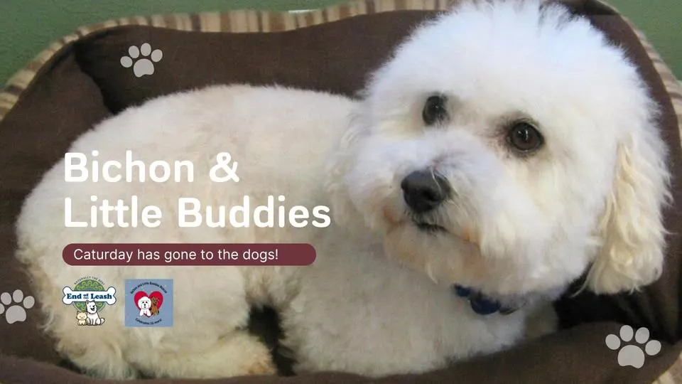 Image of Local Pet Event BICHON & LITTLE BUDDIES ADOPTION EVENT - MUKWONAGO Nearby