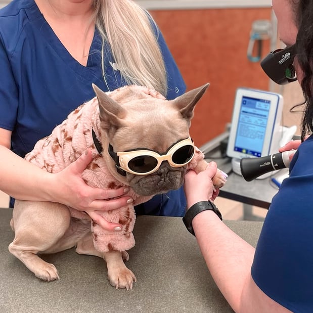 Images VCA Companion Animal Medical Center