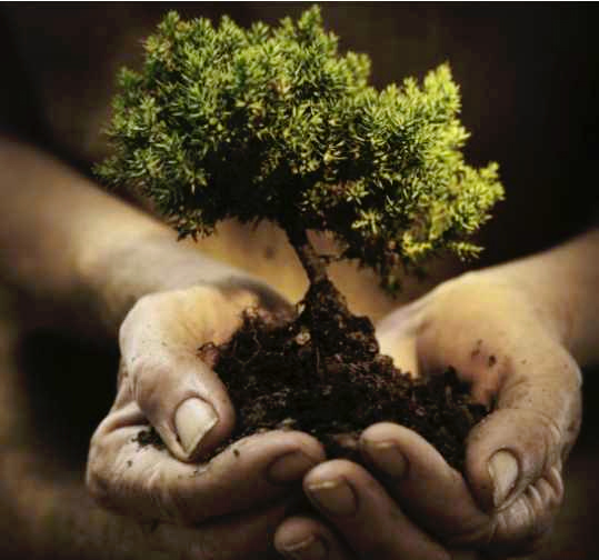 Images Sem in Tree