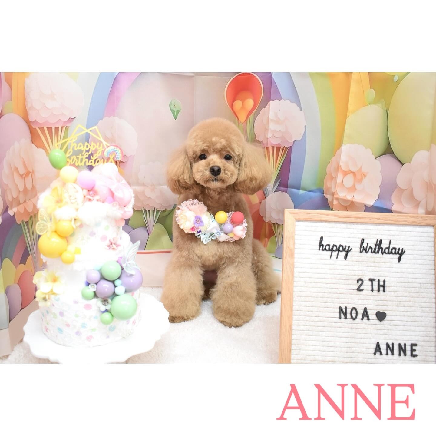 Images わんわんスタイルANNE