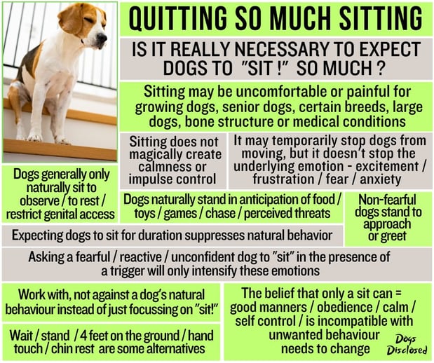Images South Paw Doggie Daycare & Training Center