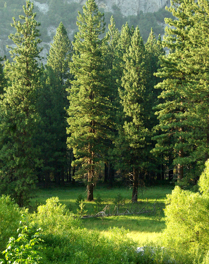 A beautiful green forest.