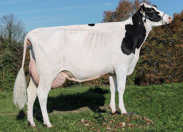 Images Xenética Fontao S.A.