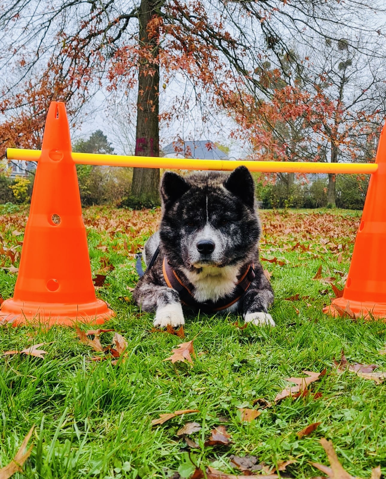 Hundecollege Hamburg, Farnstieg 9 in Hamburg