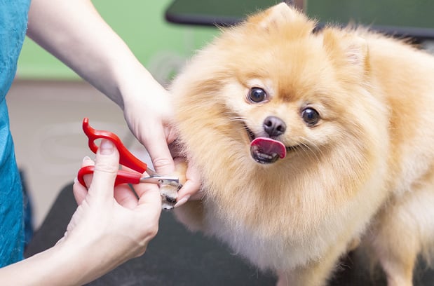 Images Dog Grooming Academy of Indianapolis