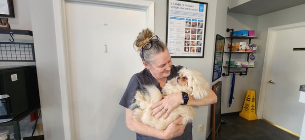 Images VCA Peone Pines Animal Hospital