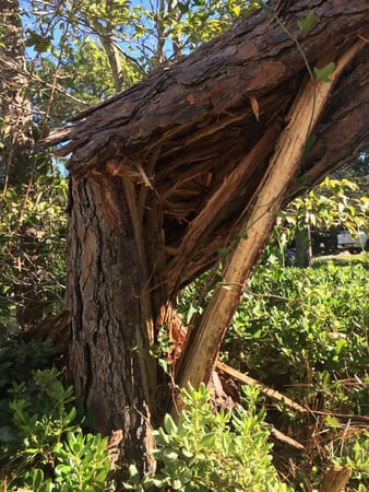 Images A Cut Above Tree Experts