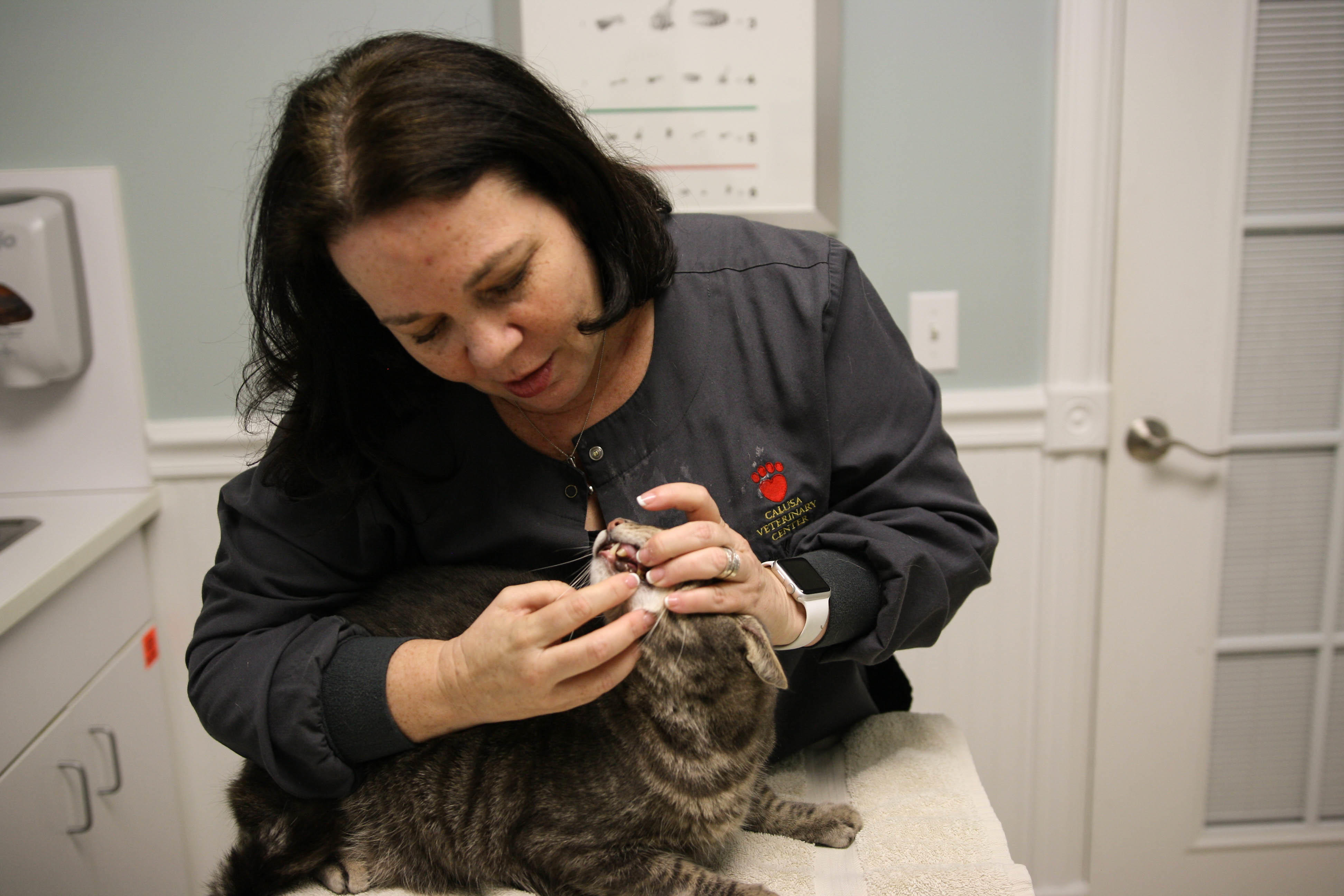 Dr. Cindy Krane is committed to your cat’s complete wellness. Here, she gently examines checks for s Calusa Veterinary Center Boca Raton (561)999-3000