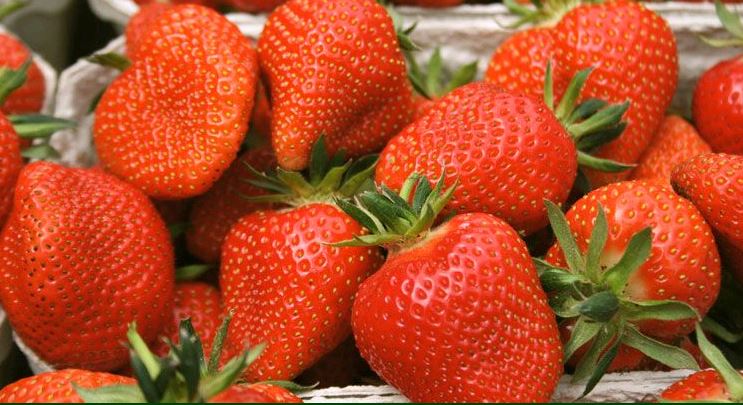 Gartenbau Hoffmann, Ribbrockerweg 2 in Wachtendonk