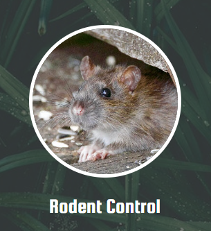 We begin by first inspecting your home to locate the cracks the rodents have used to gain access to your home or apartment complex. Once the access points are sealed, we will employ baited traps. The safety of you and your family is our paramount concern as we work to rid your home of these disease-spreading animals. Therefore, we employ a variety of different baits based on the task at hand. After baiting, all that is left is to wait. During this time, if you see a rodent, give us a call, and we will be happy to come out and perform the final rodent removal for you. This is a service we are happy to provide if you are not comfortable disposing of the body yourself. We are always just a phone call away, and pride ourselves on taking care of the job from beginning to end.