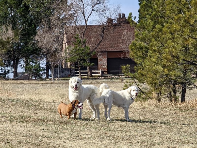 Dogs newly protected by Invisible Fence® in Denver, CO