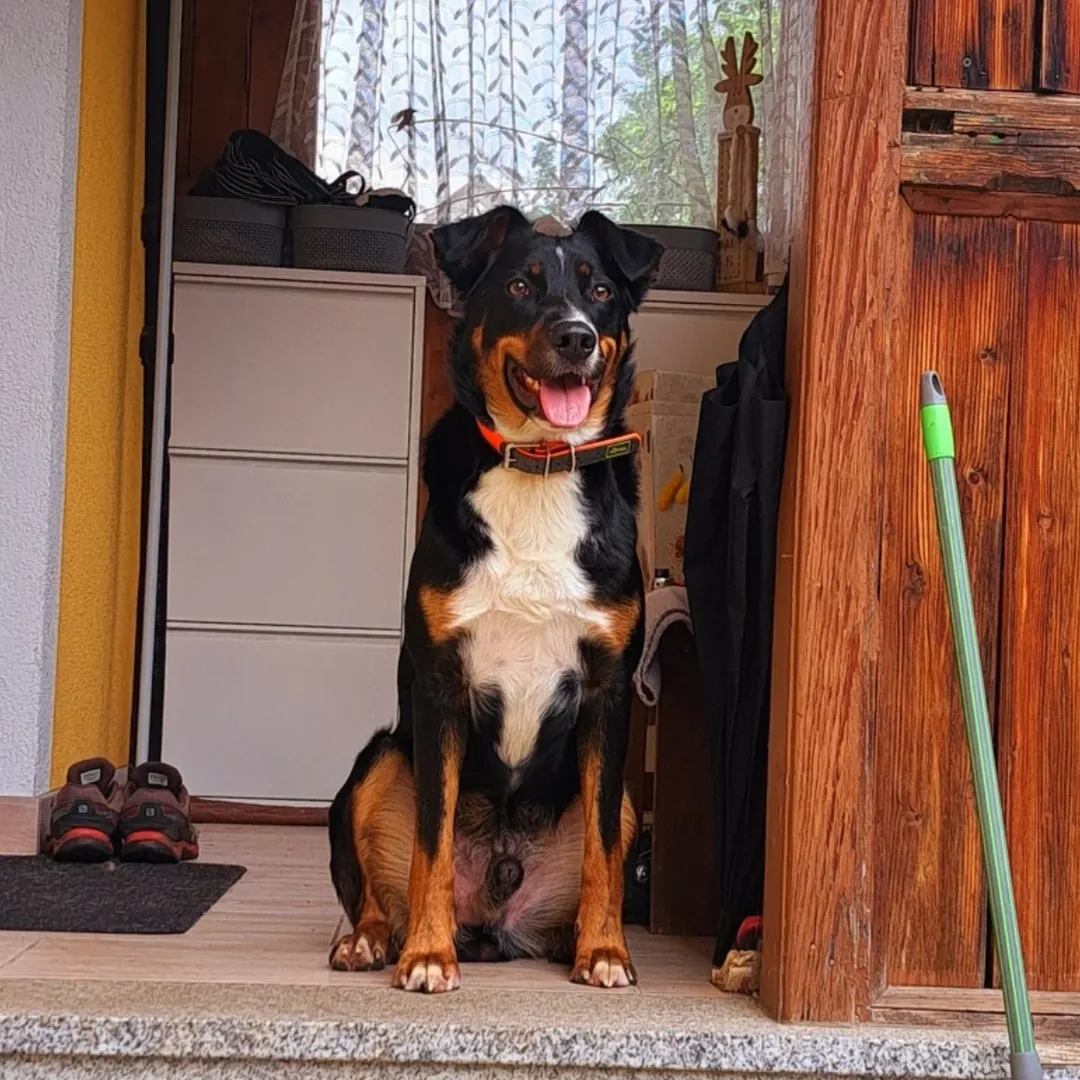 Bild 5 von Tierschutz Bezirk Liezen - Tierheim Trieben